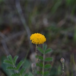 Leptorhynchos squamatus subsp. squamatus at Yarralumla, ACT - 8 Oct 2024