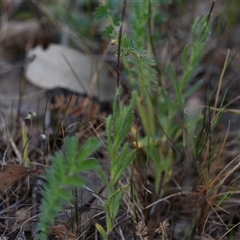 Leptorhynchos squamatus subsp. squamatus at Yarralumla, ACT - 8 Oct 2024