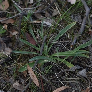 Craspedia variabilis at Yarralumla, ACT - 8 Oct 2024