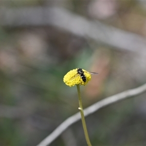 Craspedia variabilis at Yarralumla, ACT - 8 Oct 2024