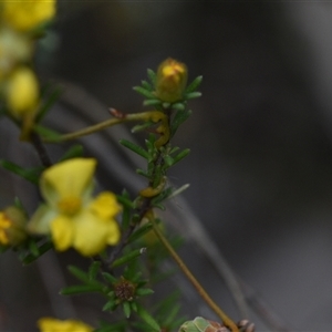 Hibbertia calycina at Yarralumla, ACT - 8 Oct 2024 11:30 AM