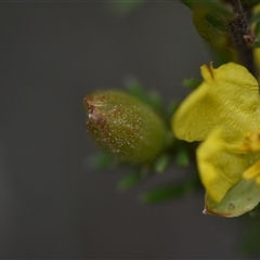 Hibbertia calycina at Yarralumla, ACT - 8 Oct 2024