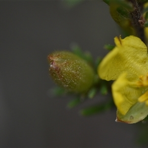 Hibbertia calycina at Yarralumla, ACT - 8 Oct 2024