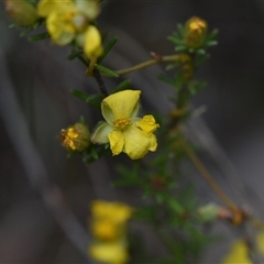 Hibbertia calycina at Yarralumla, ACT - 8 Oct 2024 11:30 AM