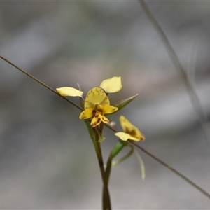 Diuris nigromontana at Yarralumla, ACT - suppressed