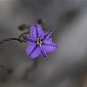 Thysanotus patersonii at Yarralumla, ACT - 8 Oct 2024