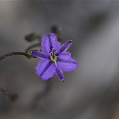 Thysanotus patersonii (Twining Fringe Lily) at Yarralumla, ACT - 8 Oct 2024 by Venture