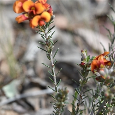 Dillwynia sericea (Egg And Bacon Peas) at Yarralumla, ACT - 8 Oct 2024 by Venture