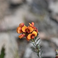 Dillwynia sericea at Yarralumla, ACT - 8 Oct 2024