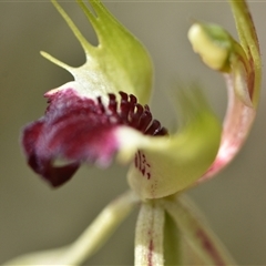 Caladenia atrovespa (Green-comb Spider Orchid) at Yarralumla, ACT - 8 Oct 2024 by Venture