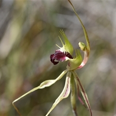 Caladenia atrovespa at Yarralumla, ACT - 8 Oct 2024