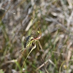 Caladenia atrovespa at Yarralumla, ACT - suppressed