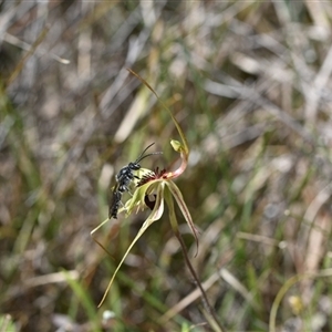 Caladenia atrovespa at Yarralumla, ACT - suppressed