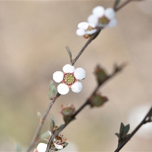 Gaudium multicaule at Yarralumla, ACT - 8 Oct 2024