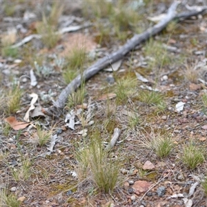 Austrostipa scabra at Campbell, ACT - 5 Oct 2024