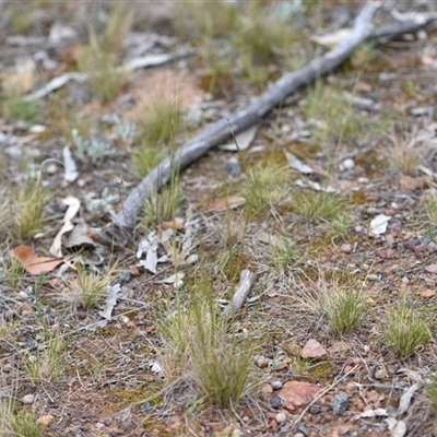 Austrostipa scabra (Corkscrew Grass, Slender Speargrass) at Campbell, ACT - 5 Oct 2024 by Venture