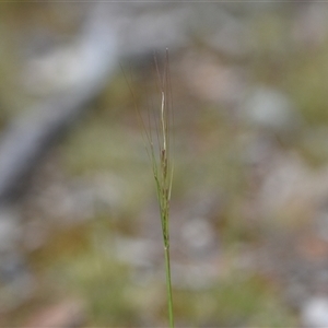 Austrostipa scabra at Campbell, ACT - 5 Oct 2024