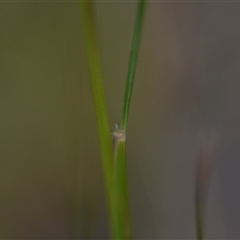 Austrostipa scabra at Campbell, ACT - 5 Oct 2024