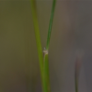 Austrostipa scabra at Campbell, ACT - 5 Oct 2024