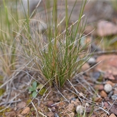 Austrostipa scabra at Campbell, ACT - 5 Oct 2024