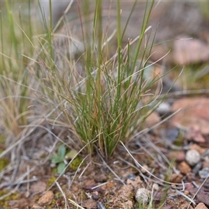 Austrostipa scabra at Campbell, ACT - 5 Oct 2024