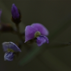 Glycine clandestina (Twining Glycine) at Campbell, ACT - 5 Oct 2024 by Venture