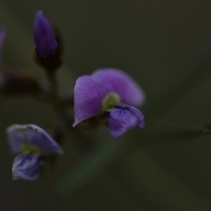 Glycine clandestina at Campbell, ACT - 5 Oct 2024