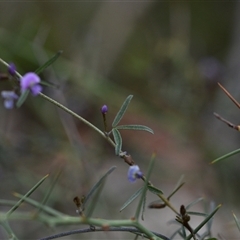 Glycine clandestina at Campbell, ACT - 5 Oct 2024 02:27 PM