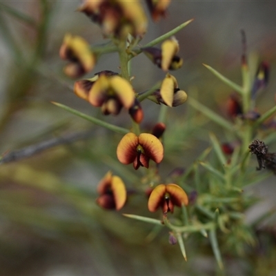 Daviesia genistifolia (Broom Bitter Pea) at Campbell, ACT - 5 Oct 2024 by Venture