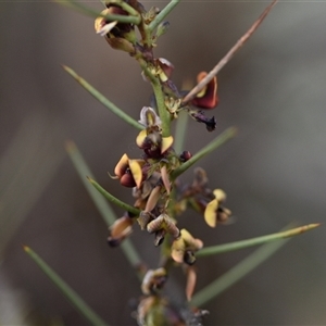 Daviesia genistifolia at Campbell, ACT - 5 Oct 2024 02:17 PM