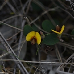 Bossiaea prostrata (Creeping Bossiaea) at Campbell, ACT - 5 Oct 2024 by Venture