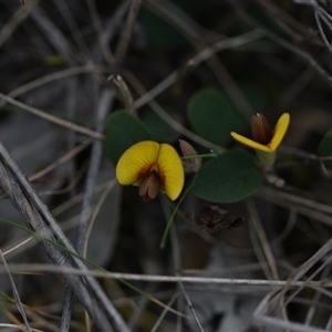 Bossiaea prostrata at Campbell, ACT - 5 Oct 2024