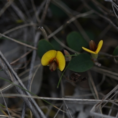 Bossiaea prostrata (Creeping Bossiaea) at Campbell, ACT - 5 Oct 2024 by Venture