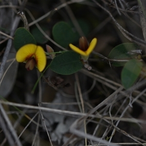 Bossiaea prostrata at Campbell, ACT - 5 Oct 2024