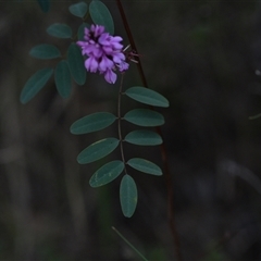 Indigofera australis subsp. australis (Australian Indigo) at Campbell, ACT - 5 Oct 2024 by Venture