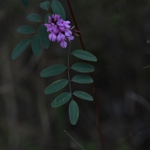 Indigofera australis subsp. australis at Campbell, ACT - 5 Oct 2024