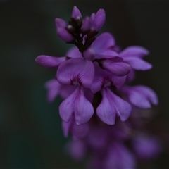 Indigofera australis subsp. australis at Campbell, ACT - 5 Oct 2024