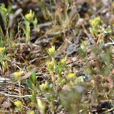 Triptilodiscus pygmaeus (Annual Daisy) at Campbell, ACT - 5 Oct 2024 by Venture