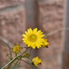 Xerochrysum viscosum (Sticky Everlasting) at Campbell, ACT - 5 Oct 2024 by Venture