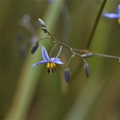 Dianella revoluta var. revoluta (Black-Anther Flax Lily) at Campbell, ACT - 5 Oct 2024 by Venture