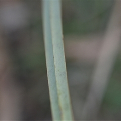 Dianella revoluta var. revoluta at Campbell, ACT - 5 Oct 2024