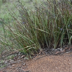 Dianella revoluta var. revoluta at Campbell, ACT - 5 Oct 2024