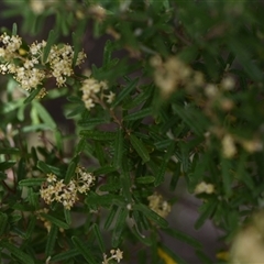 Pomaderris angustifolia (Pomaderris) at Campbell, ACT - 5 Oct 2024 by Venture