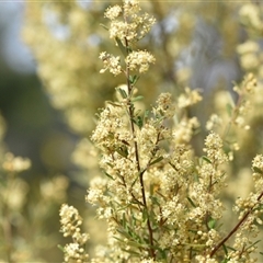 Pomaderris angustifolia at Campbell, ACT - 5 Oct 2024