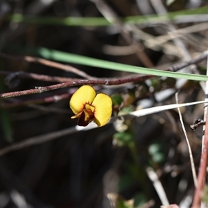 Bossiaea buxifolia at Campbell, ACT - 5 Oct 2024