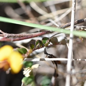 Bossiaea buxifolia at Campbell, ACT - 5 Oct 2024