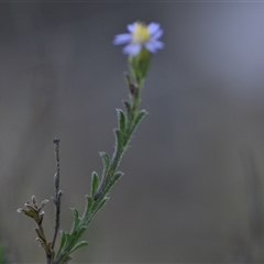 Vittadinia cuneata var. cuneata (Fuzzy New Holland Daisy) at Campbell, ACT - 5 Oct 2024 by Venture