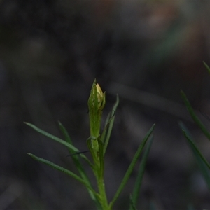 Xerochrysum viscosum at Campbell, ACT - 5 Oct 2024