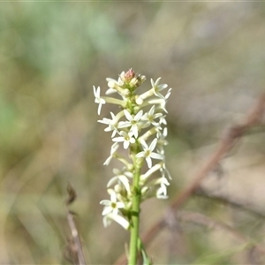 Stackhousia monogyna at Campbell, ACT - 5 Oct 2024 01:29 PM