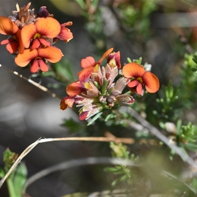 Dillwynia sericea (Egg And Bacon Peas) at Campbell, ACT - 5 Oct 2024 by Venture